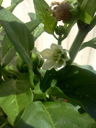 Pepper Blossom